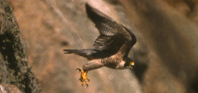 falcon hunting