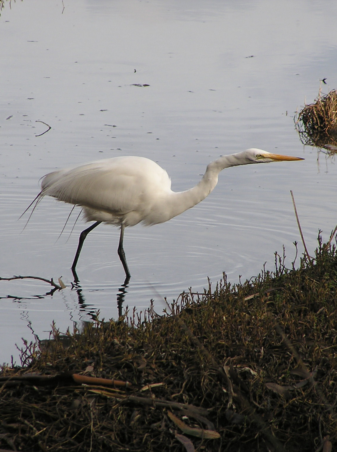 great egret