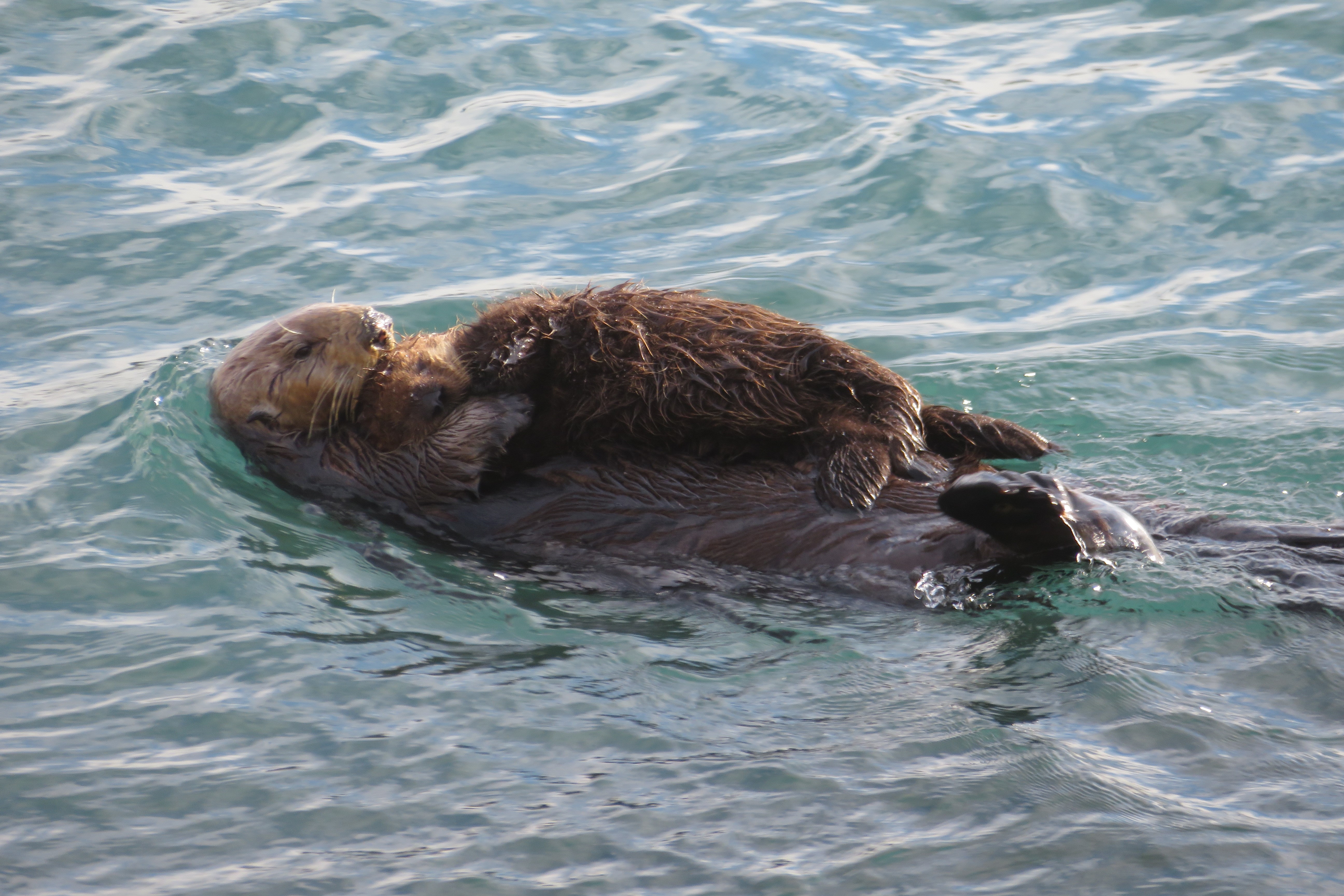 otter mom with otter baby 